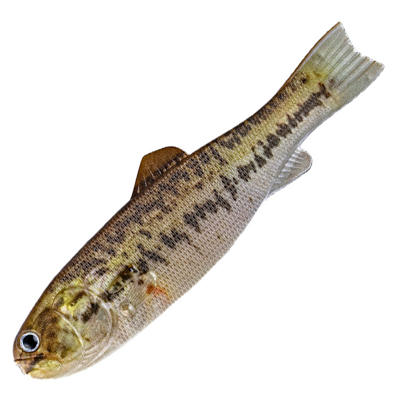 BASSWORM 145 [Brand New]