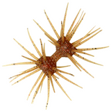 DUMBBELL CRAB ELASTOMER [Brand New]