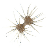 DUMBBELL CRAB ELASTOMER [Brand New]
