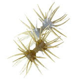 DUMBBELL CRAB ELASTOMER [Brand New]