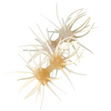 DUMBBELL CRAB ELASTOMER [Brand New]