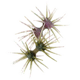 DUMBBELL CRAB ELASTOMER [Brand New]
