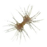 DUMBBELL CRAB ELASTOMER [Brand New]