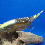 GillROID (Flat Tail) [Used]